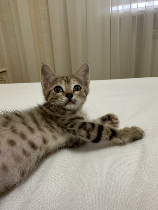 Котёнок-девочка в добрые руки бесплатно