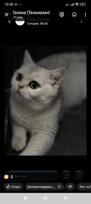 котята породисыте  британцы