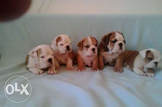 зоомагазин Роди Варна