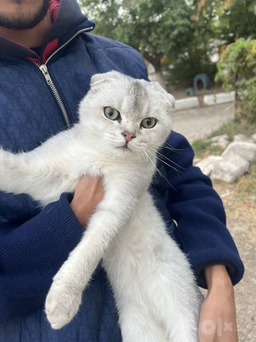 Scottish Fold silver/shaded