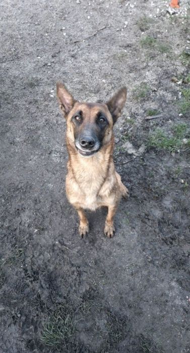 Белгийски овчарки