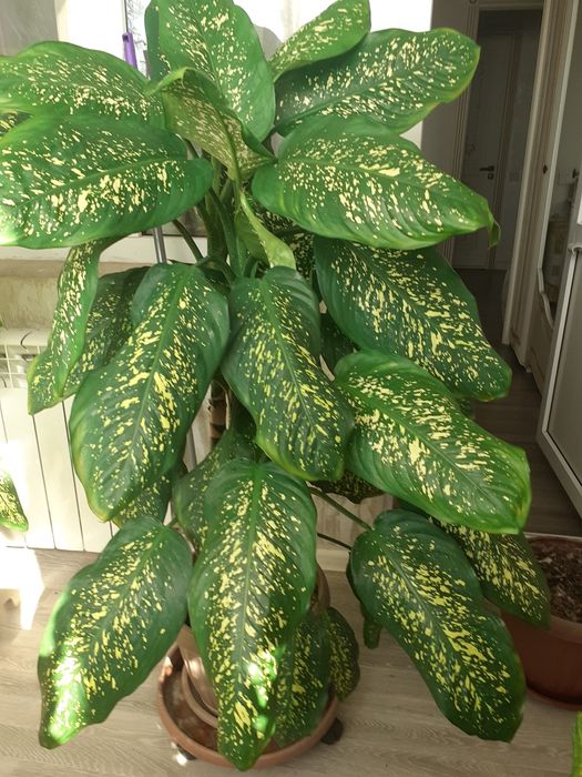 Комнатные  цветы