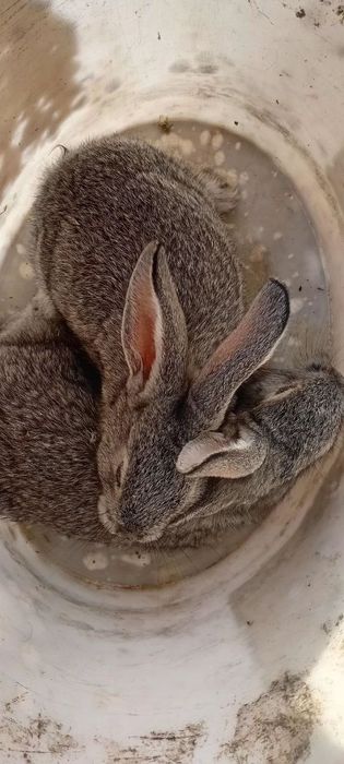 Quyon bolalarisotiladi