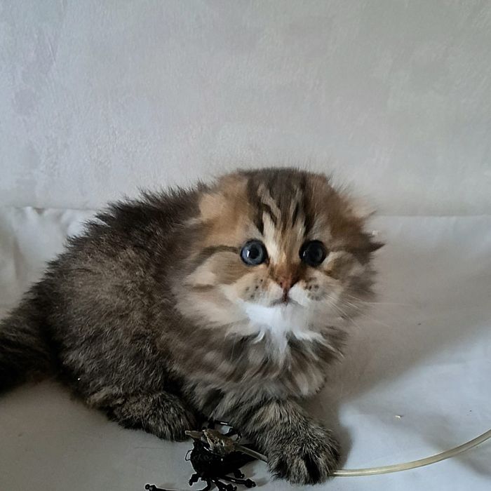 Скоттиш фолд котята
