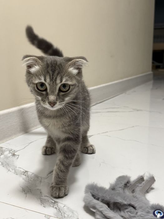 Шотландская вислоуха кошка