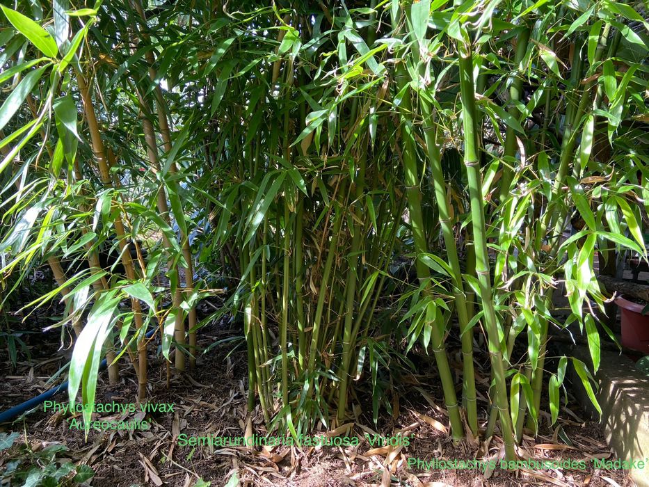 Бамбук различни видове, декоративни, бързорастящи, жив плет, ограда