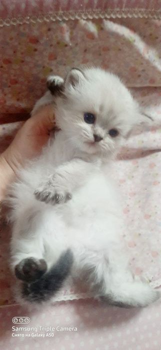 Вязка Скоттиш Страйт Хайленд Поинт