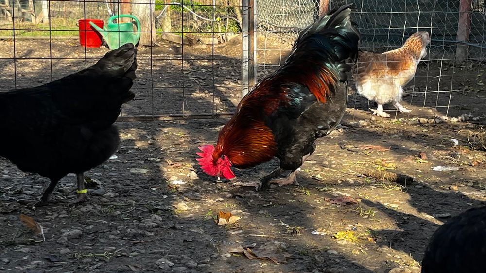 Marans oua de incubat