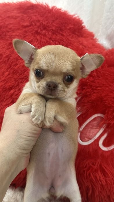 Шикарная девочка чихуахуа кобби