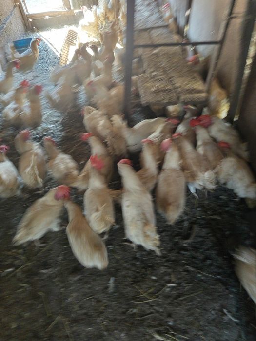 Продам кур несушек