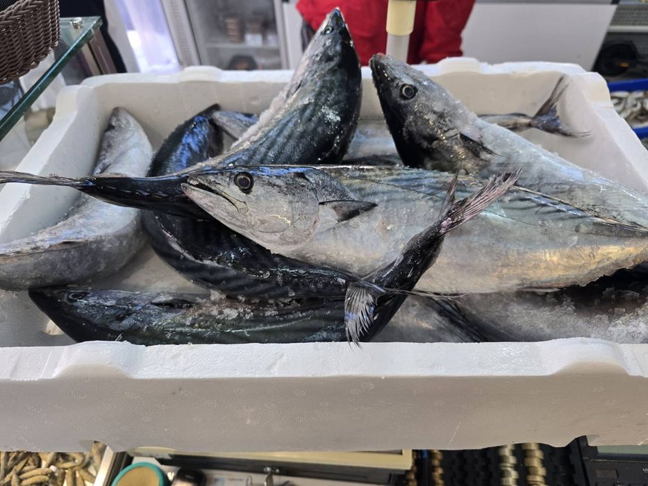 Паламуд чернокоп сафрид зарган и барбун