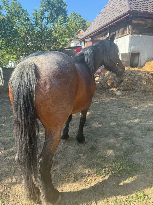 Iapă  bună de vânzare citiți anunțul