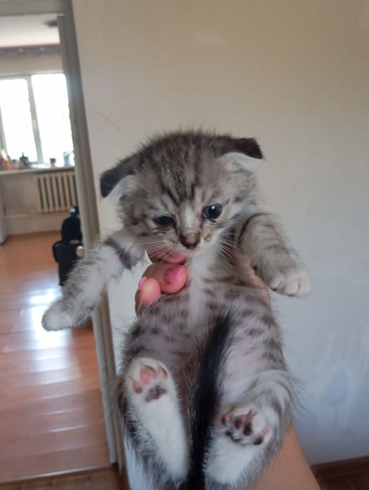 Котята в ответственные руки