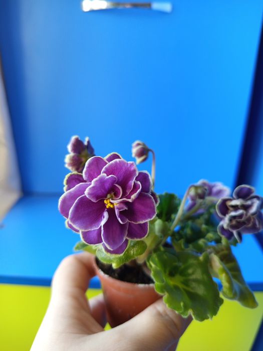 Продам мини фиалку