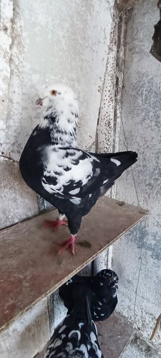 Porumbei king scurți pestriți mari