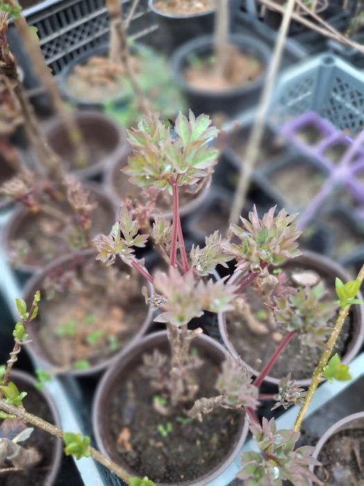 Пионы древовидные,травенистые,клематисы