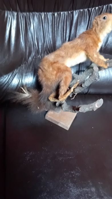 .Препарирана  катеричка