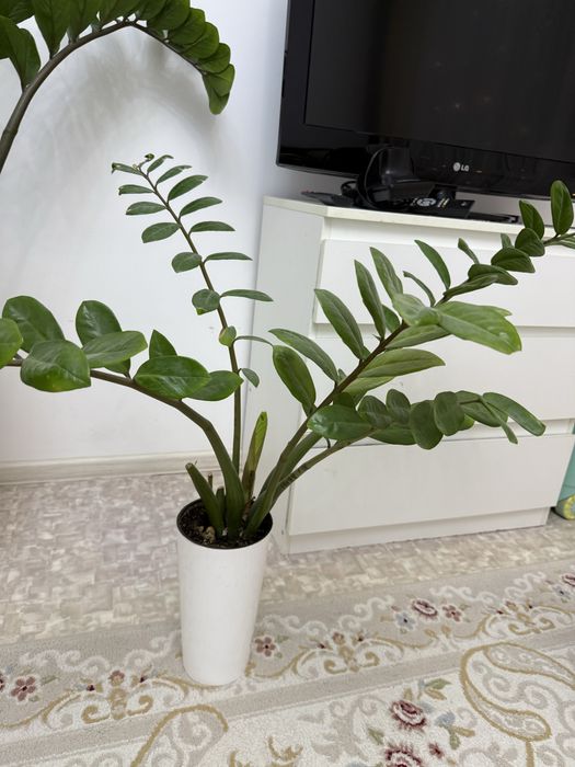 Продам долларовое дерево