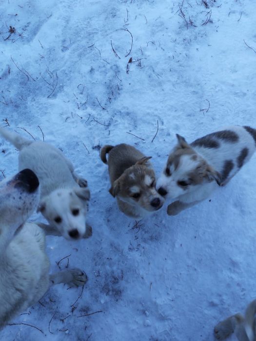 Отдам щенков в хорошие руки.