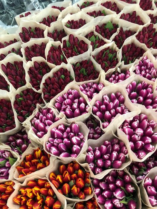 Тюльпаны Оптом Беларусь Голландия