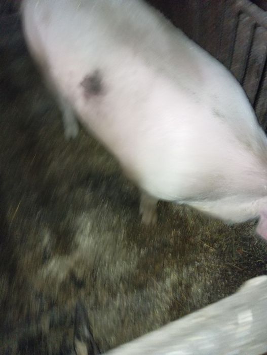 Продам хряка на племя