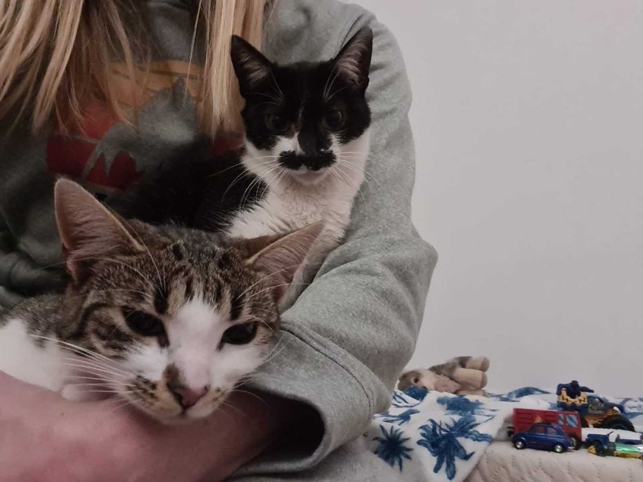 Lili și Mustăcio își caută o nouă familie iubitoare