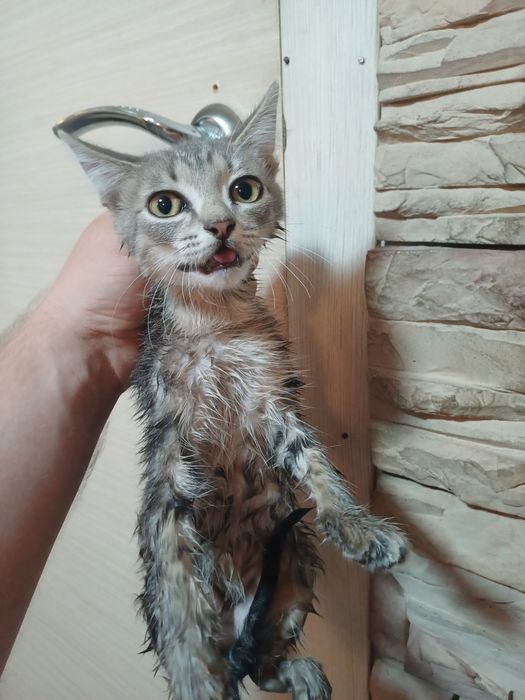 Отдам котят отдам
