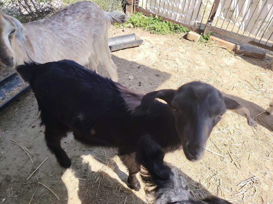 Продам молодых козлят