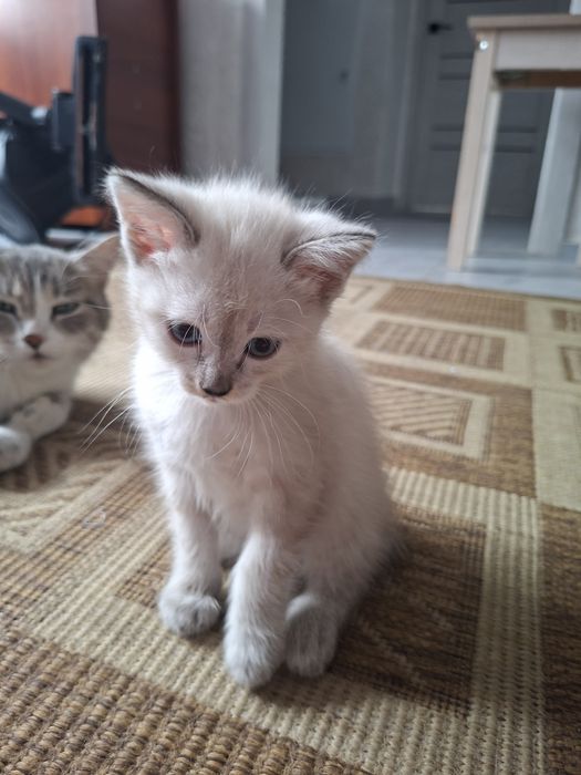 Отдам котят беслпатно