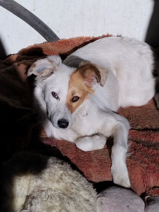 Стерилизованные девочки ищут дом