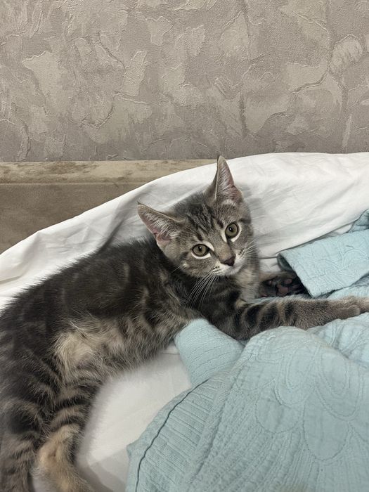 Котенок мальчик (метис)
