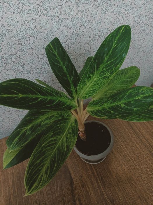 Комнатное растение