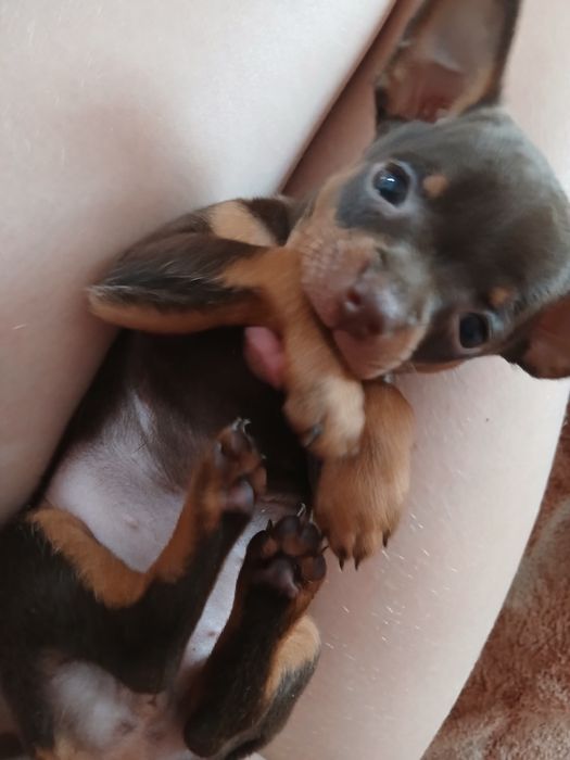 Мини Той девачка