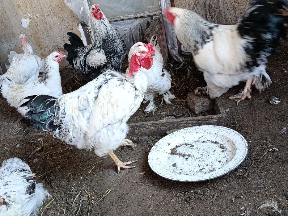 Қораздар (Петушки) Испанка Голошейка