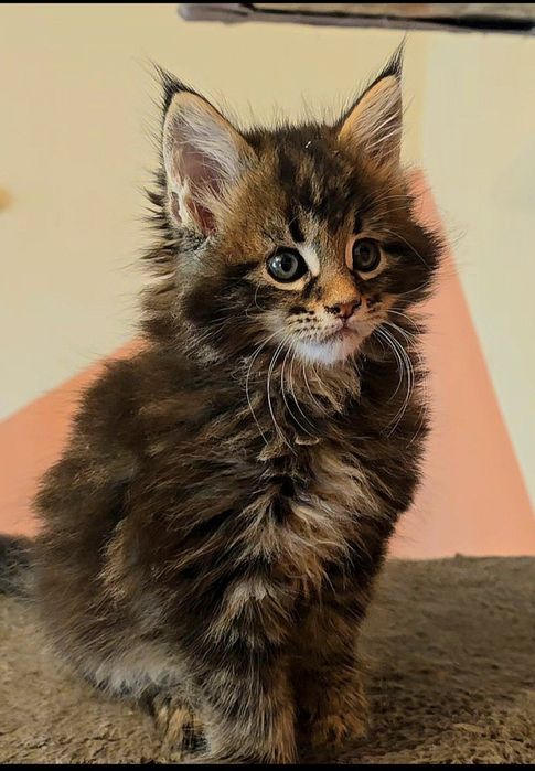 Уникални котенца мейн  куун