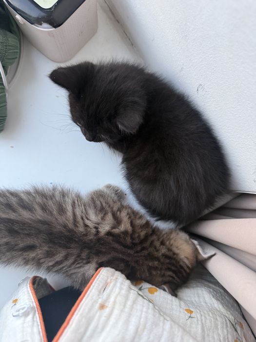 котята породестые