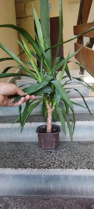 Палми Юка 40 до 180см