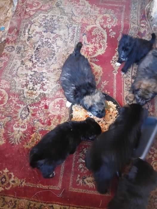 Donez  pui , Cățel, de  Rasa  metiși