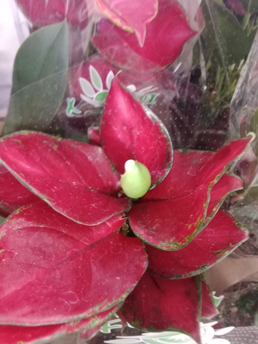 Комнатные растения