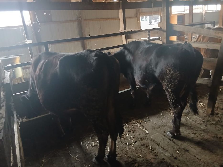 Продам двух стельных коров