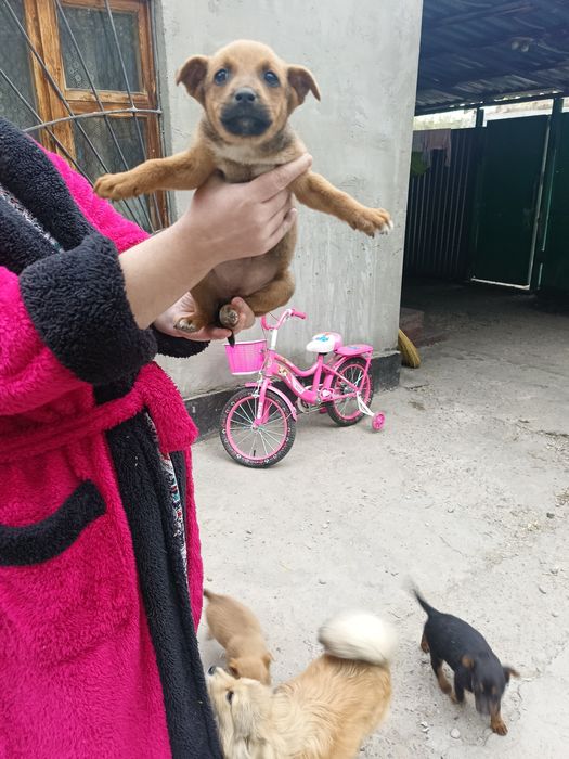 Отдам в заботливые руки