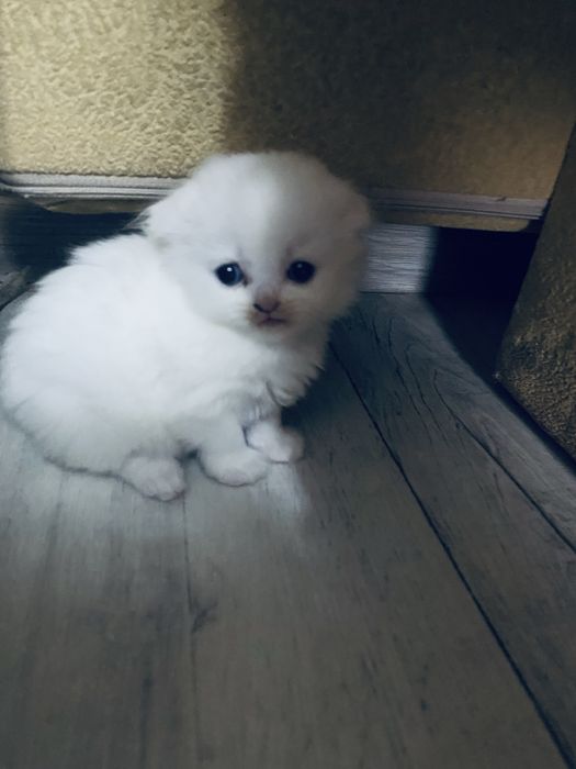 Котята шотландский вислоухие