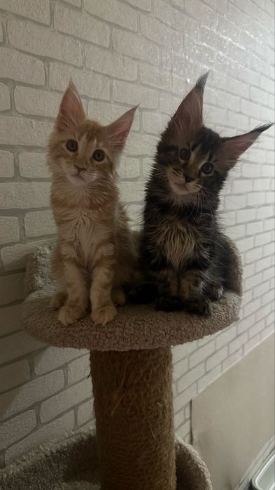 Котики.. Продаются.. С питомника..