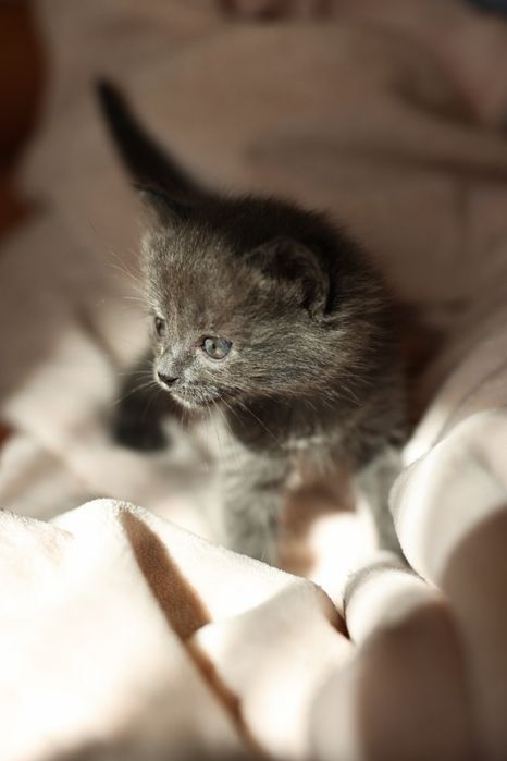 Отдам котят
