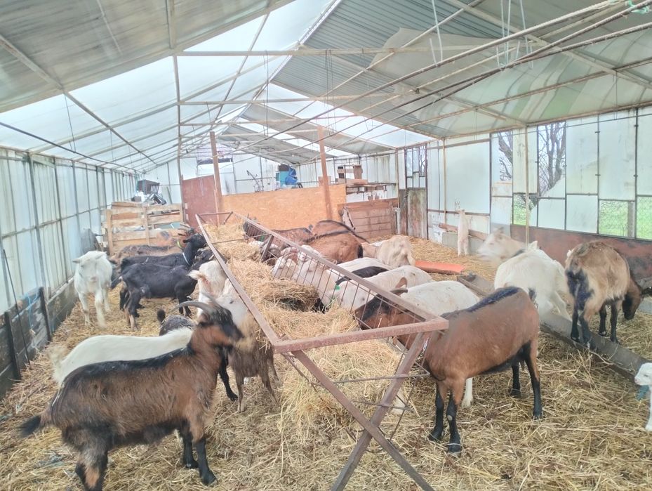 Vând capre originale