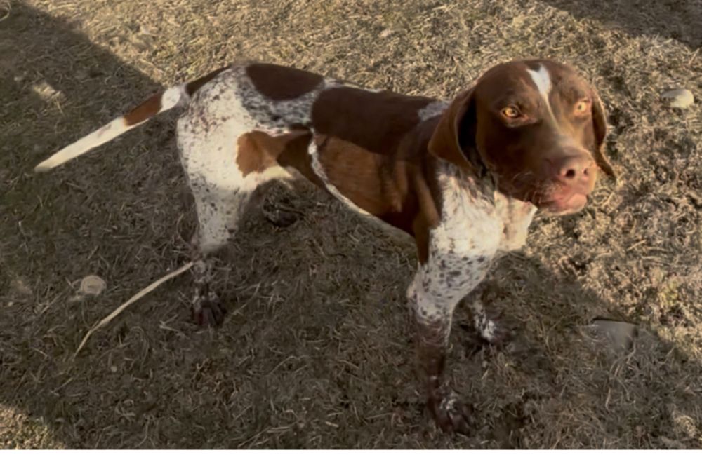 Собака Курцхаар кабел