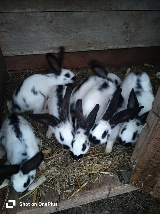 Iepurași de vânzare
Pui și maturi