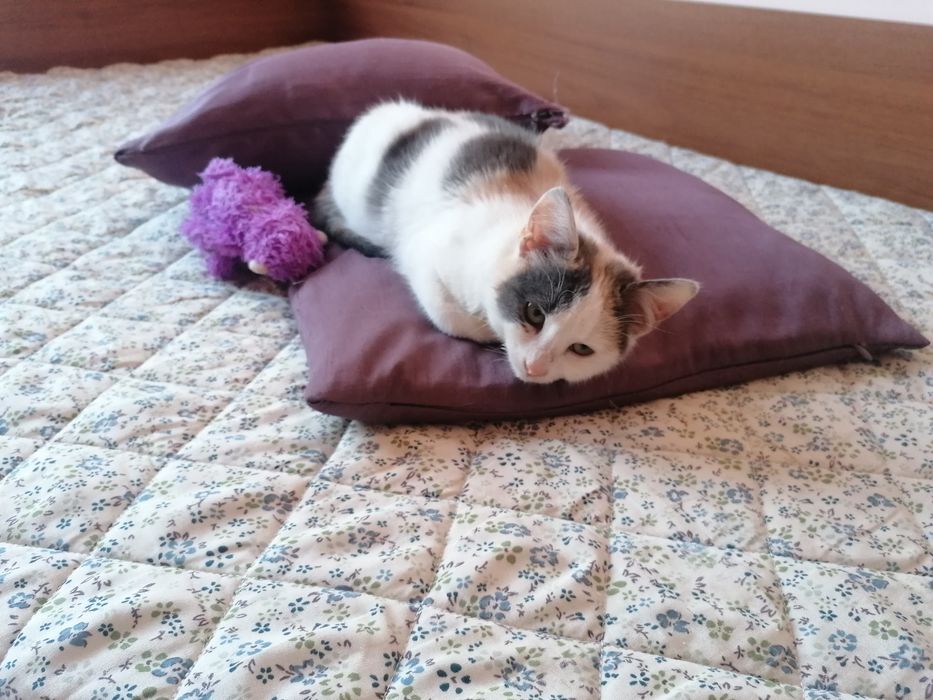 Женска котка на 3 месеца безплатна