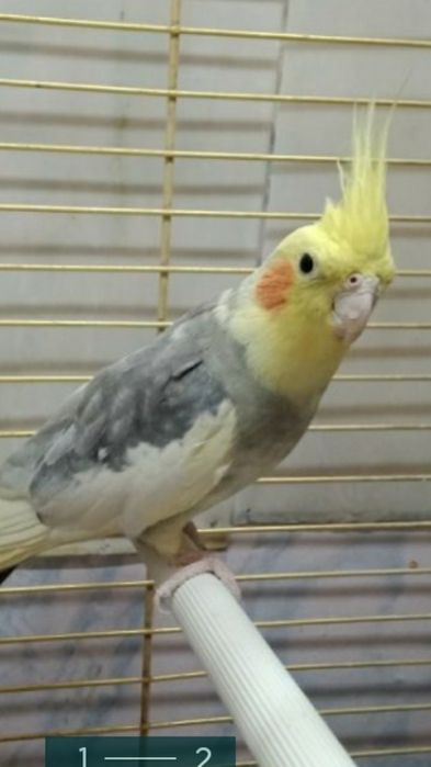 Жігіт бірінші рет трахает