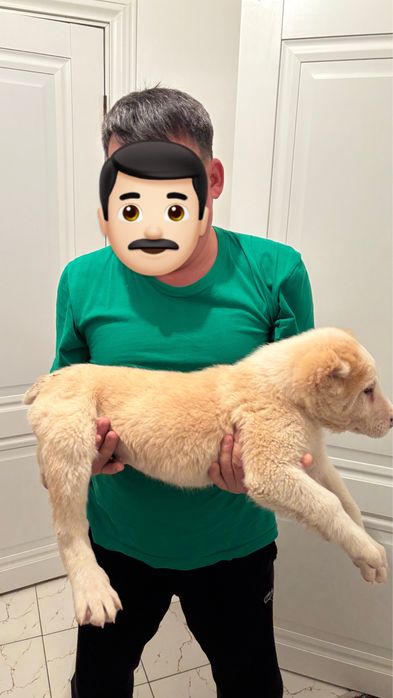 Тобет кушиктер 1жарым айлык